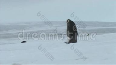 南极洲的帝企鹅